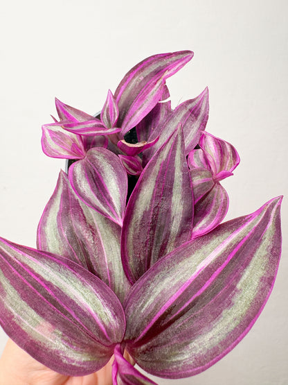 Tradescantia Zebrina