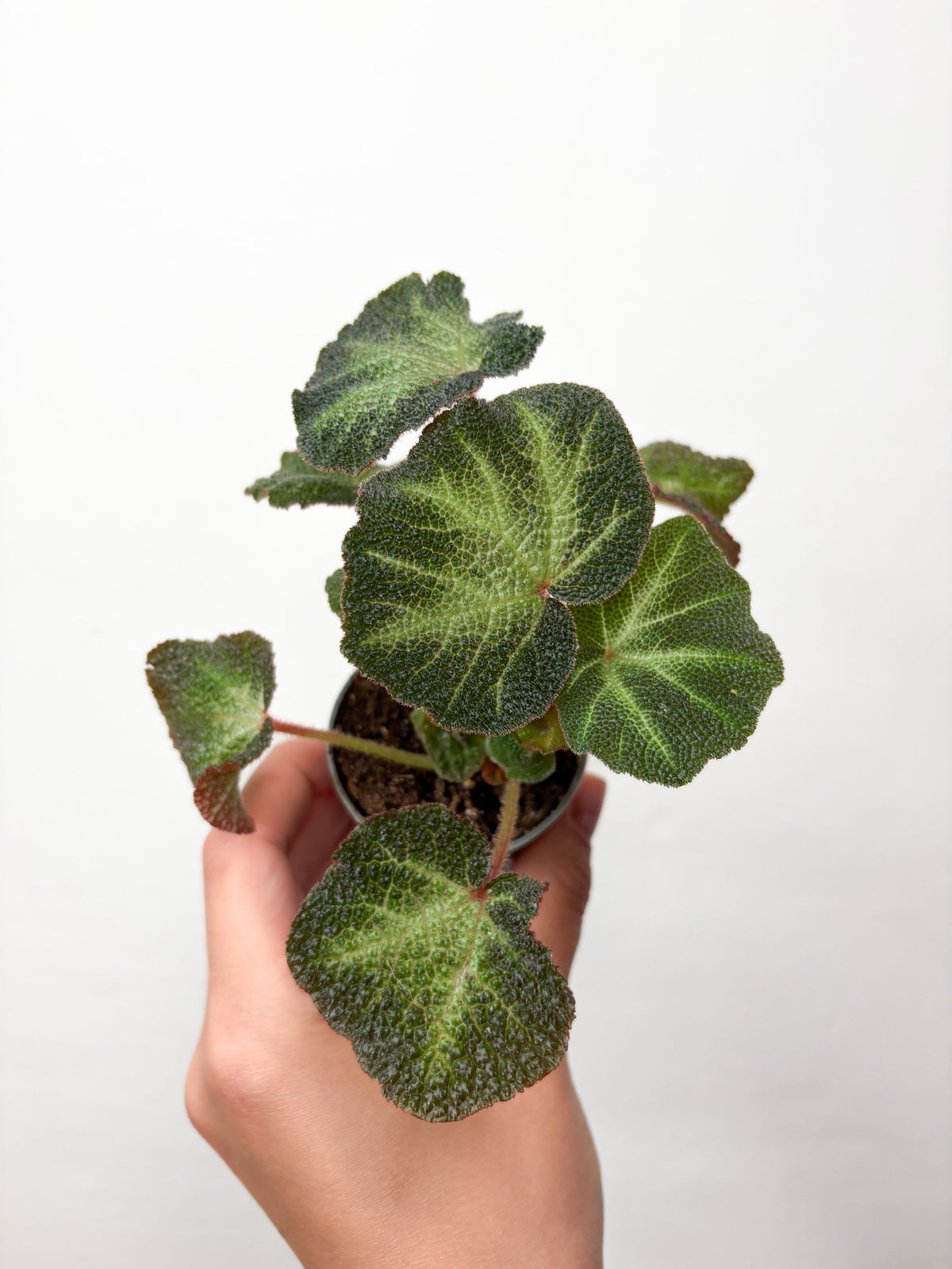 Begonia soli-mutata