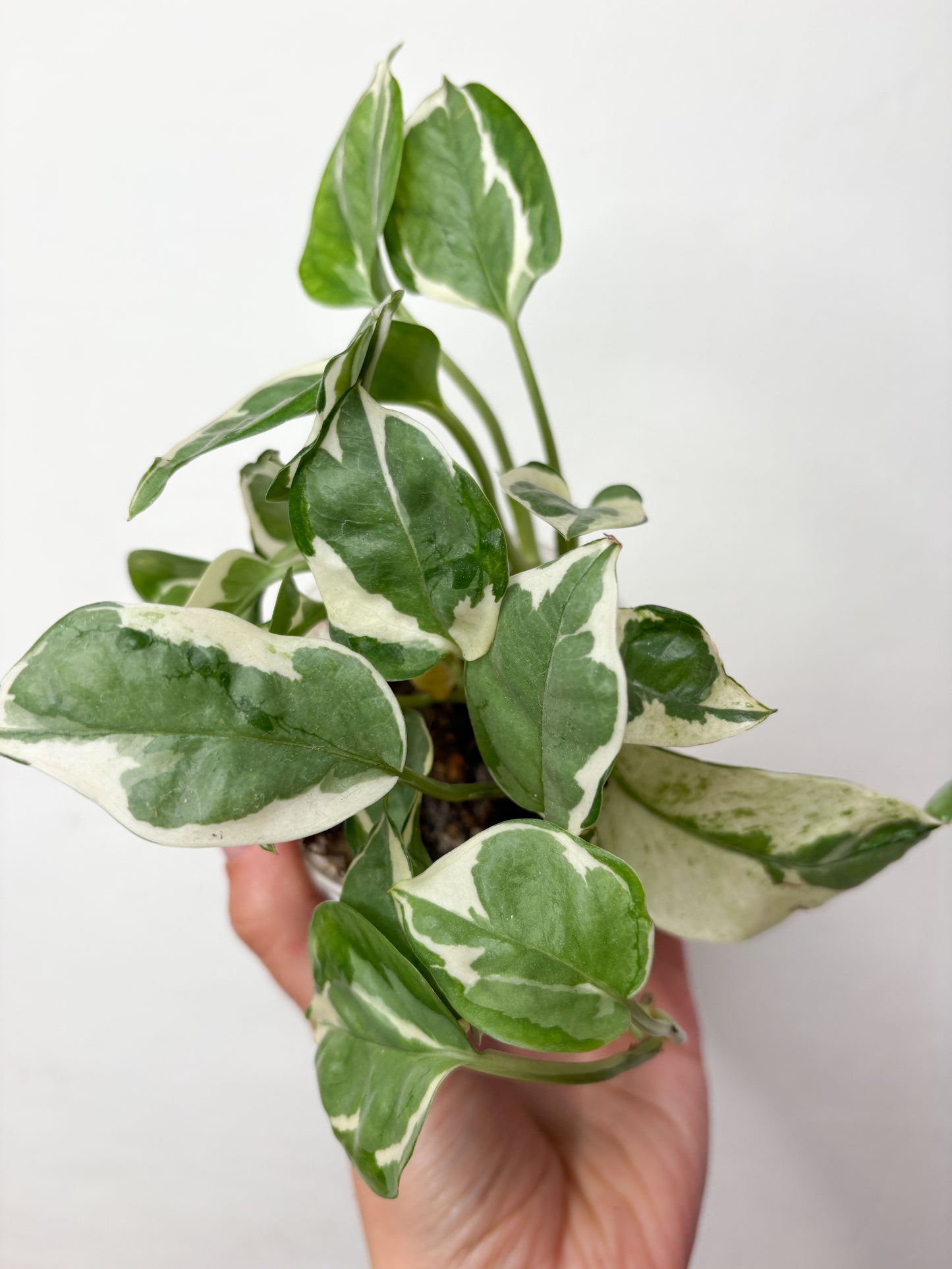 Epipremnum N’Joy