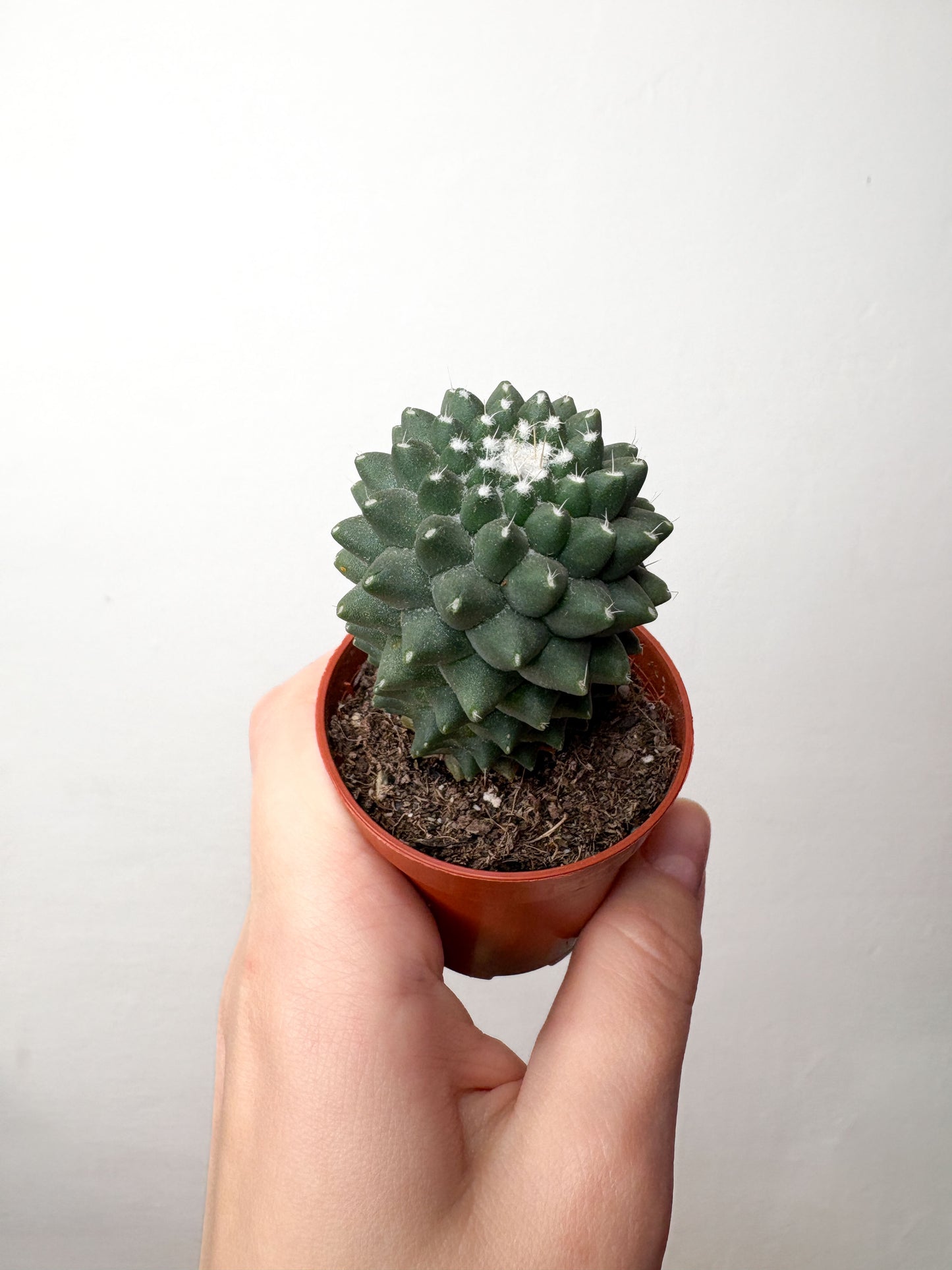 Kaktuss Mammillaria Toluca