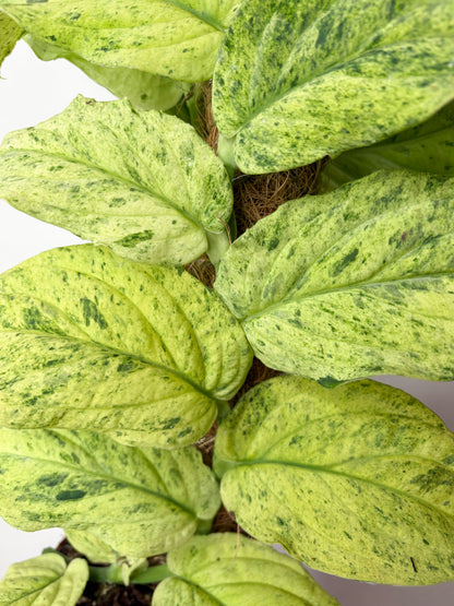 Rhaphidophora korthalsii ‘Marble Aurea’