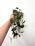 Philodendron Micans