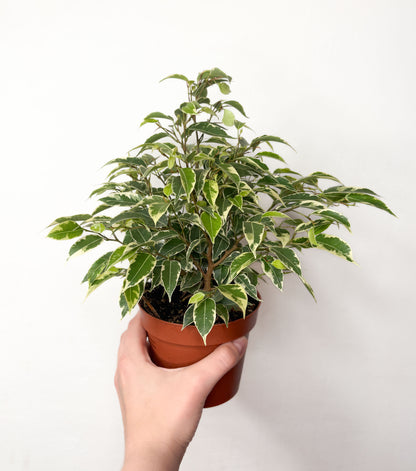Ficus benjamina ‘Kinky’