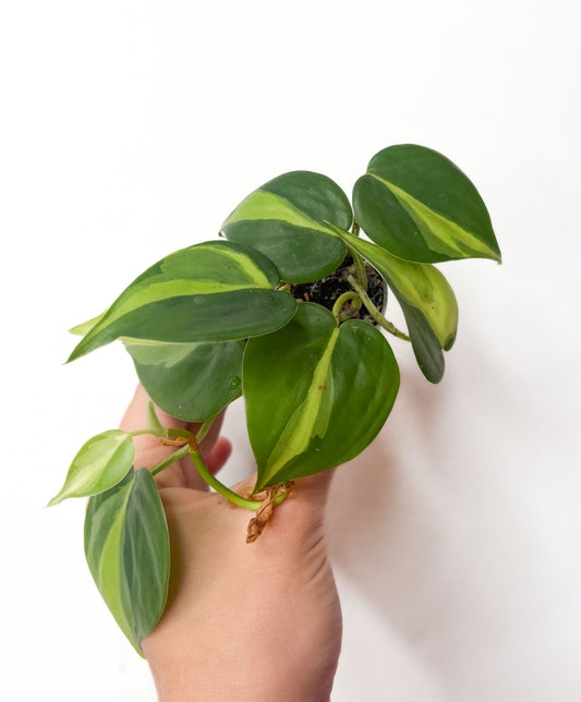Philodendron Brasil