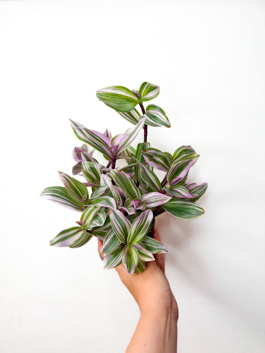 Tradescantia Nanouk
