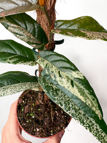 Ficus sagittata ‘Variegata’