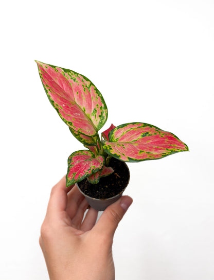 Aglaonema Harleyquin