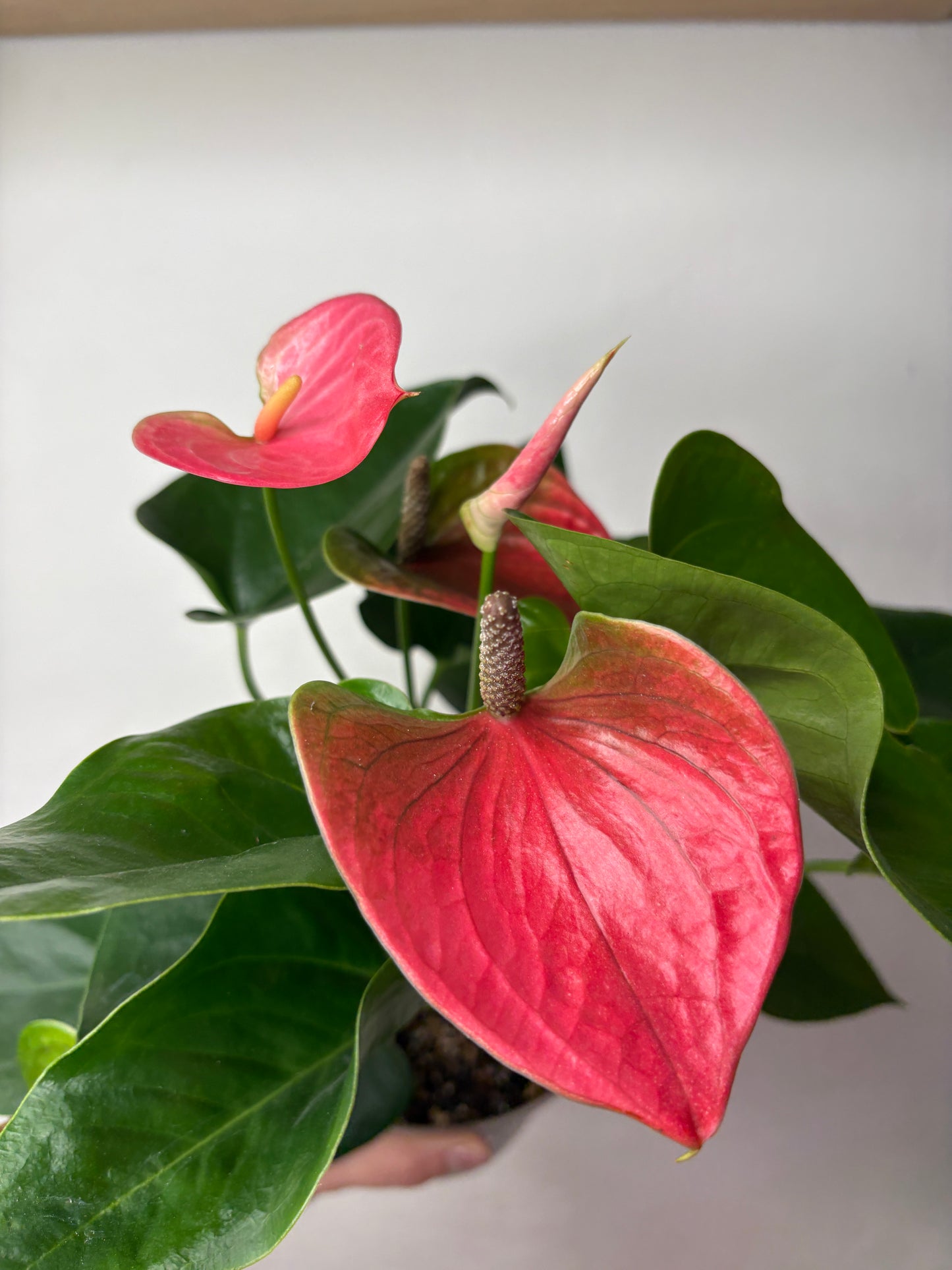 Anthurium Sweet Dream