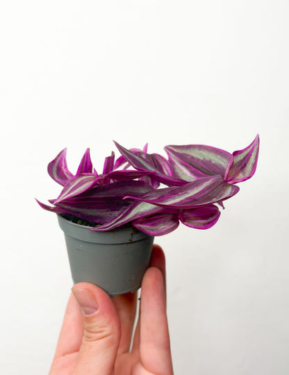 Tradescantia Zebrina