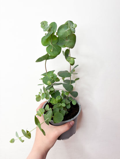 Eucalyptus ‘Silver Dollar’
