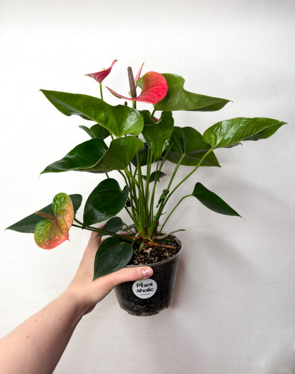 Anthurium Sweet Dream