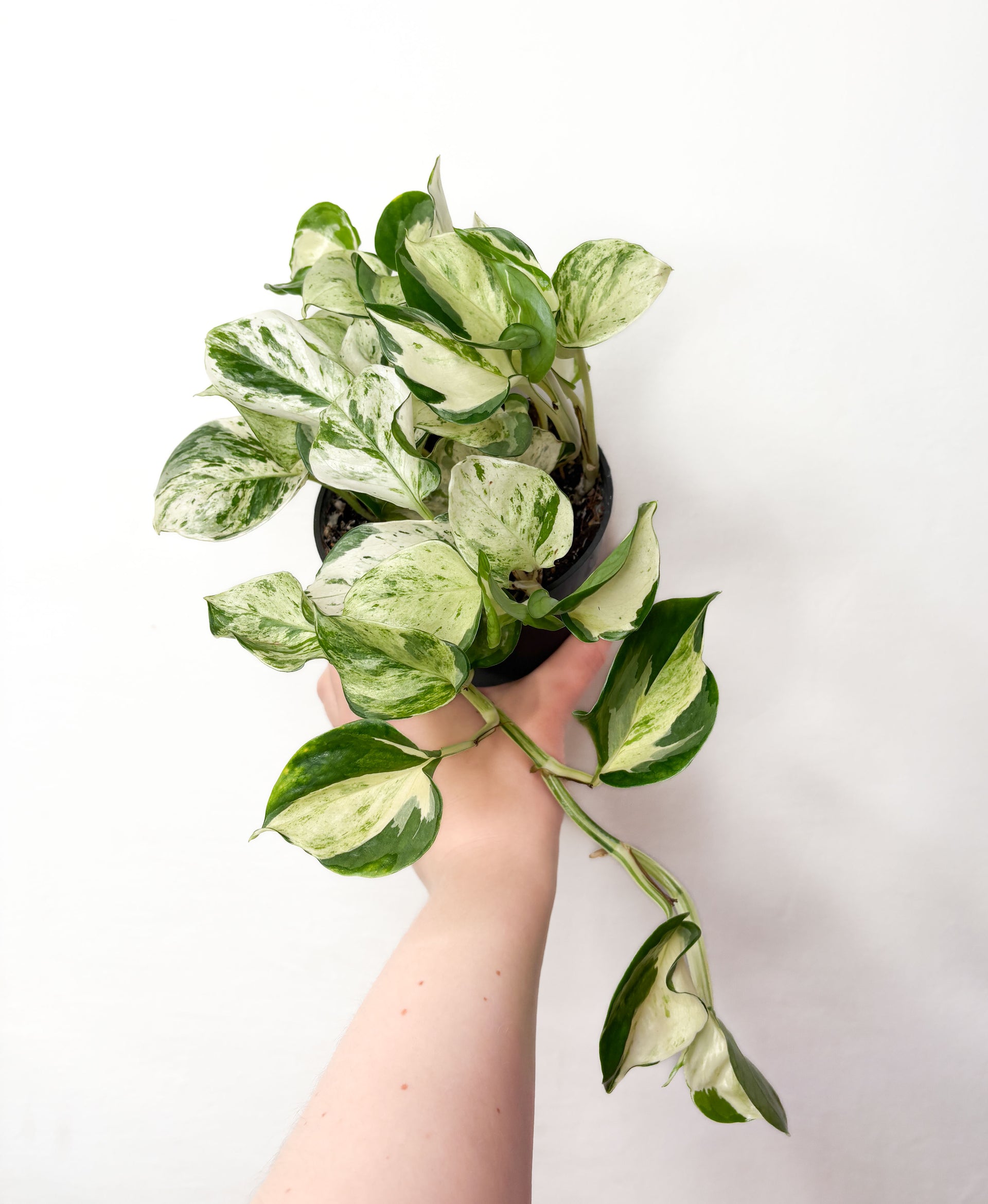 manjula pothos university of florida Epipremnum Manjula, variegated plants, variegated pothos – Plantaholic