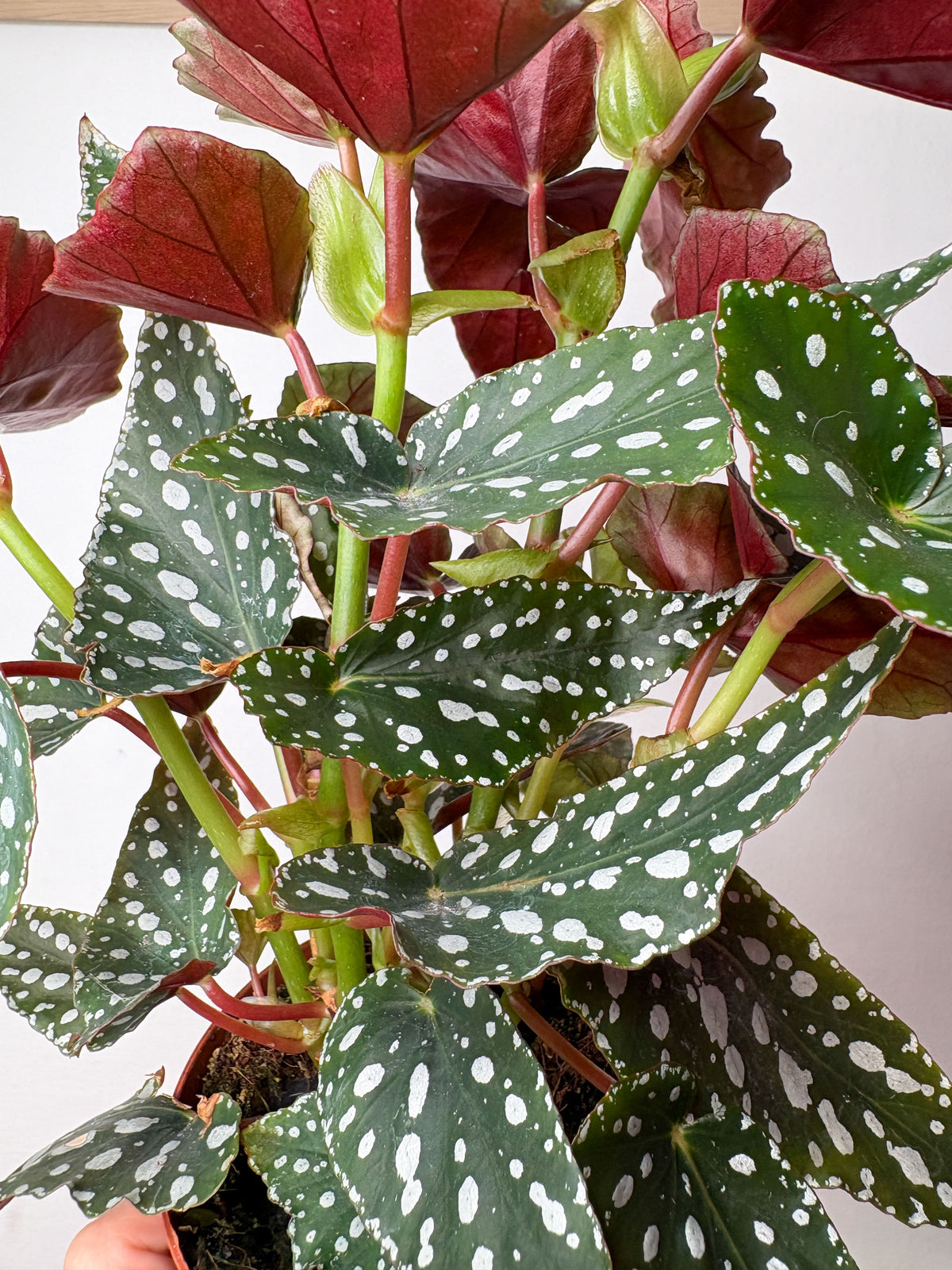 Begonia maculata