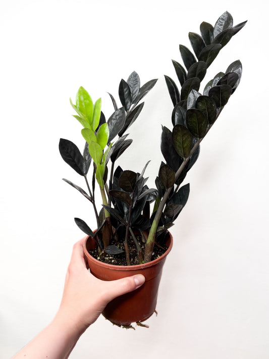 Zamioculcas ‘Raven’