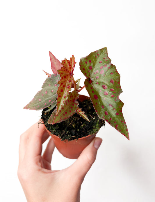 Begonia amphioxus × malachosticta