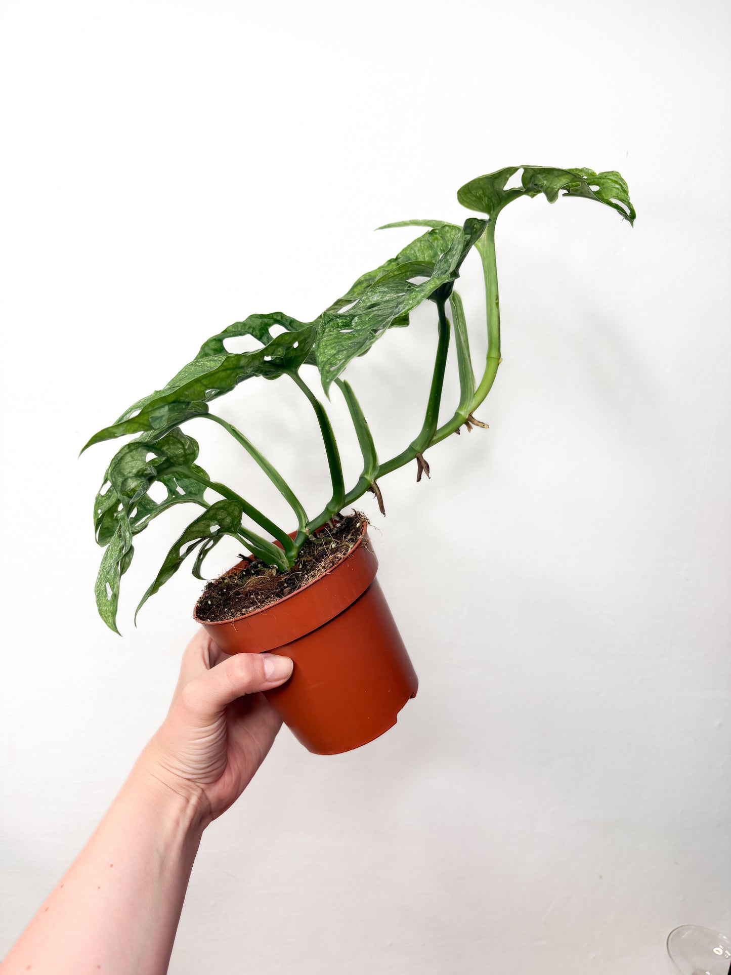 Monstera adansonii variegata ‘Mint’