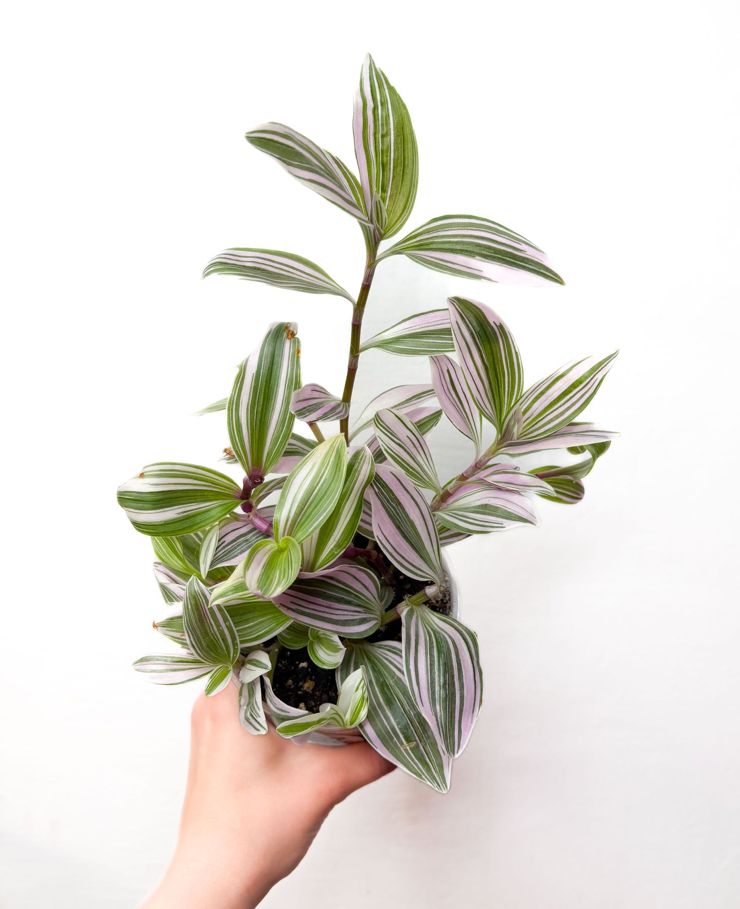 Tradescantia Nanouk