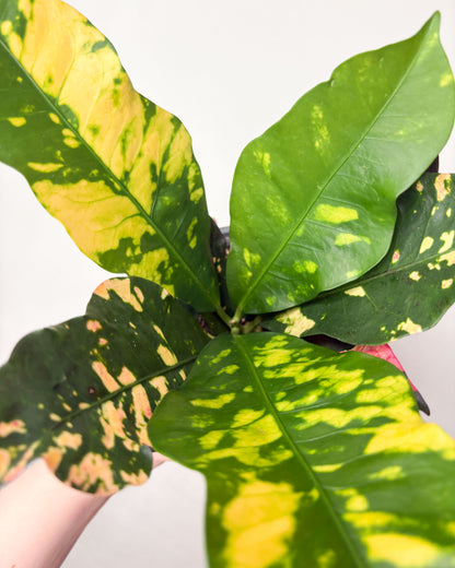 Codiaeum variegatum ‘Magnificent’