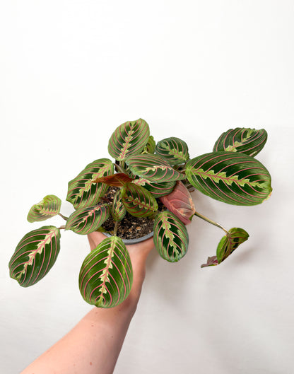Maranta tricolor
