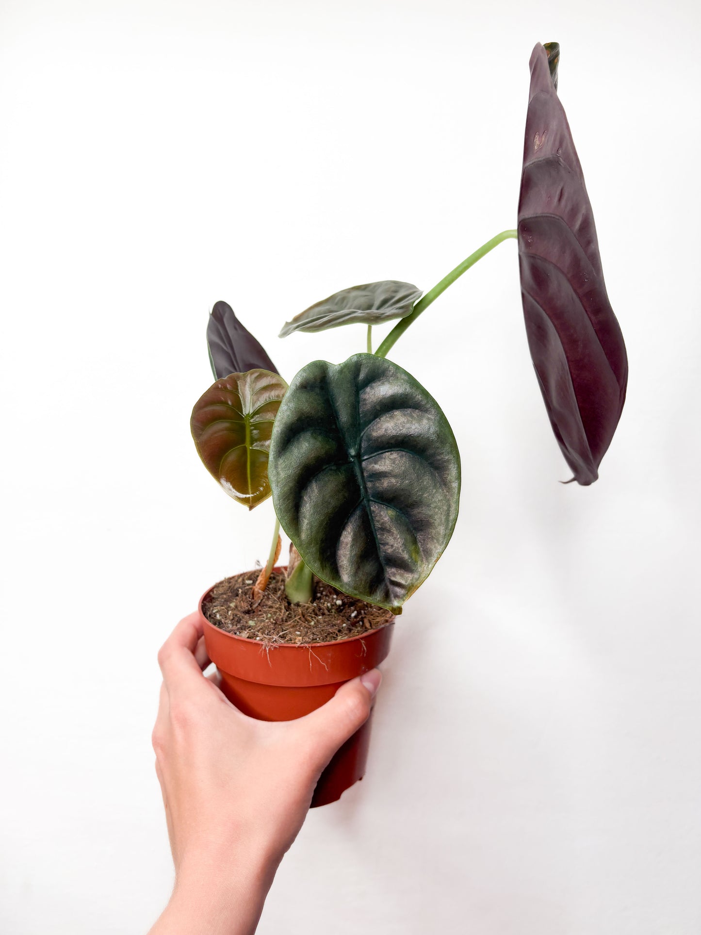Alocasia Cuprea 'Red Secret'
