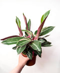 Stromanthe sanguinea 'Triostar'