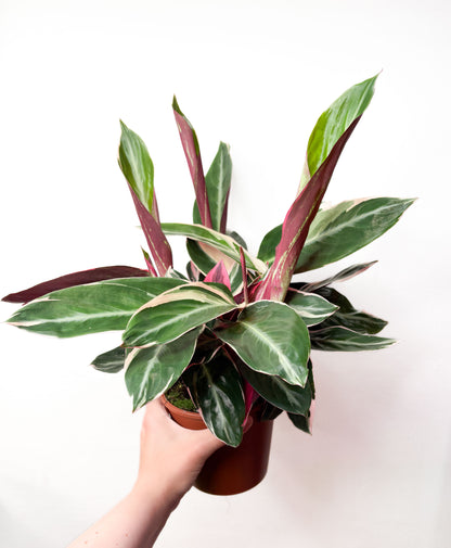 Stromanthe sanguinea 'Triostar'