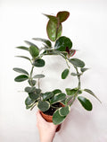 Hoya Australis Blondie