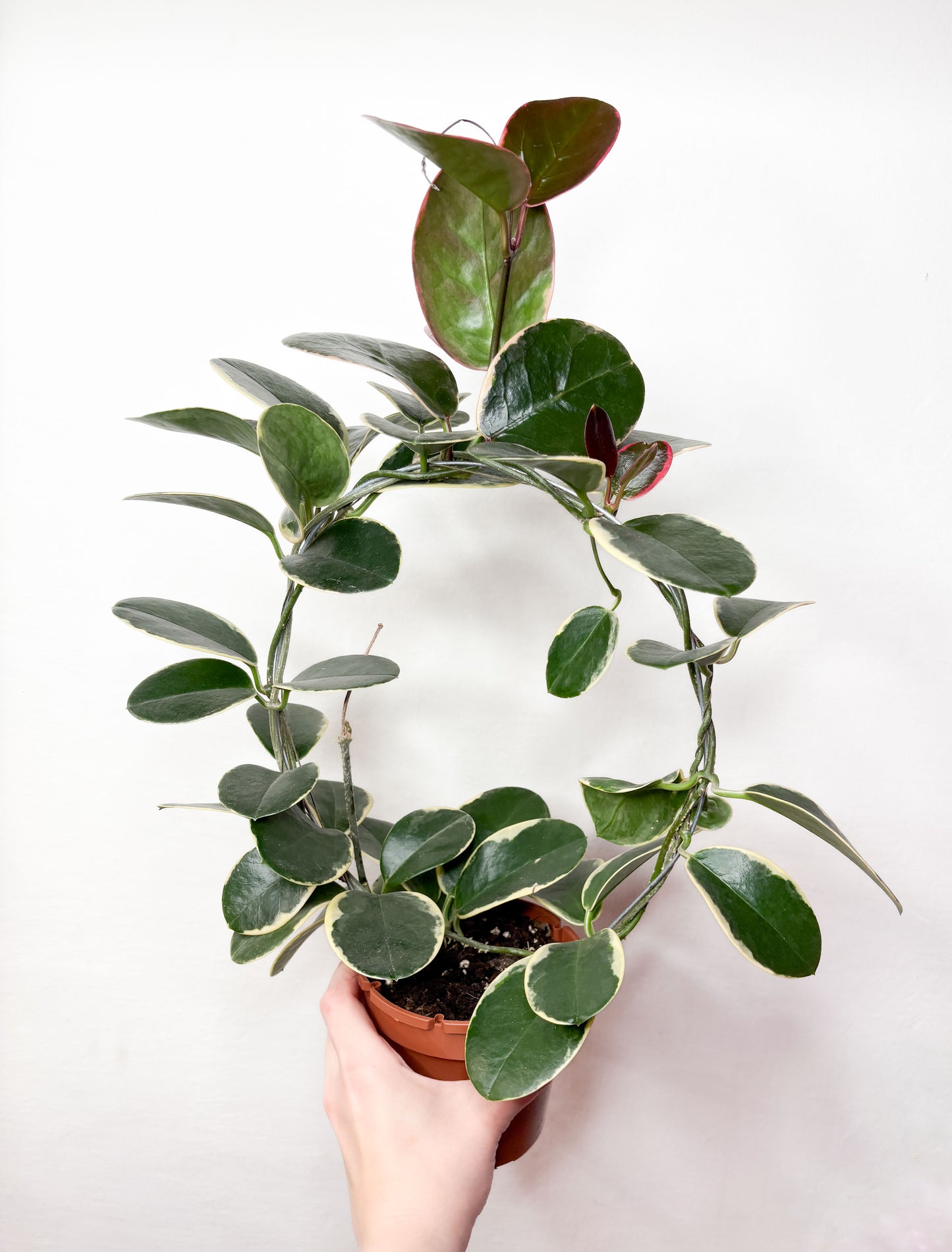 Hoya Australis Blondie