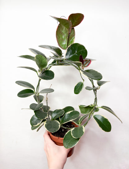 Hoya Australis Blondie