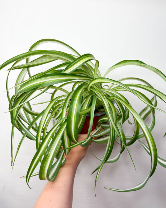 Chlorophytum Comosum Bonnie