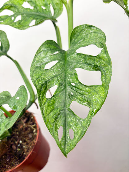 Monstera adansonii variegata ‘Mint’