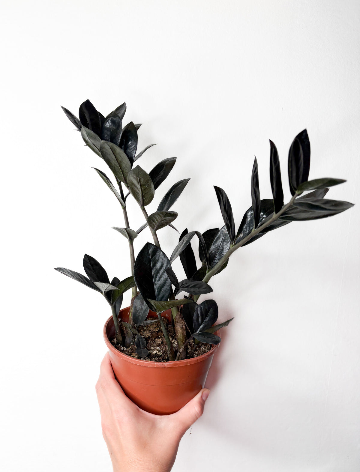 Zamioculcas 'Raven'