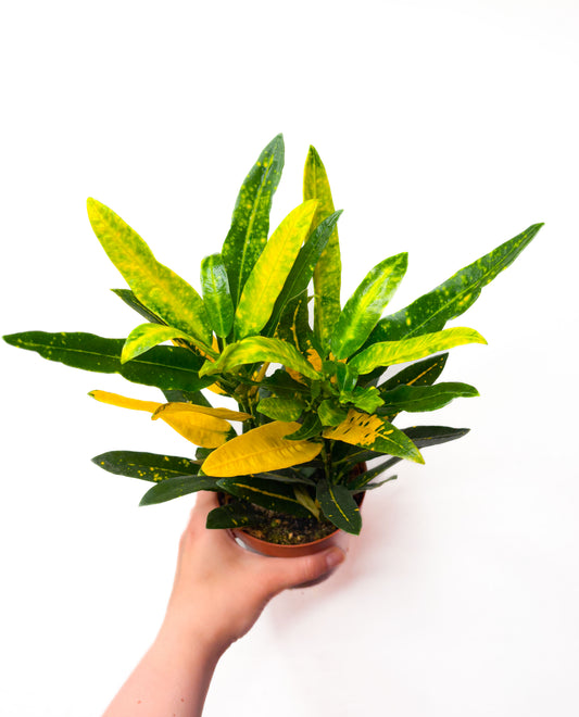 Codiaeum variegatum ‘Sunny Star’