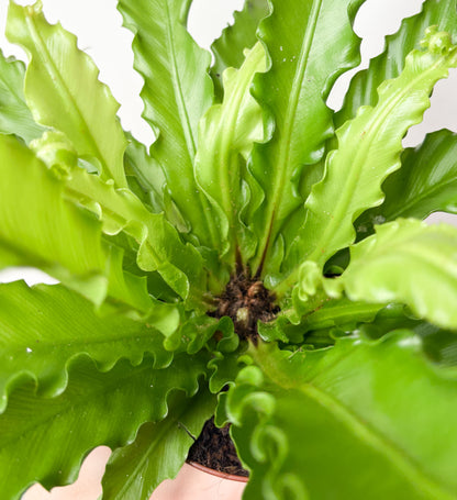 Asplenium Antiquum Osaka