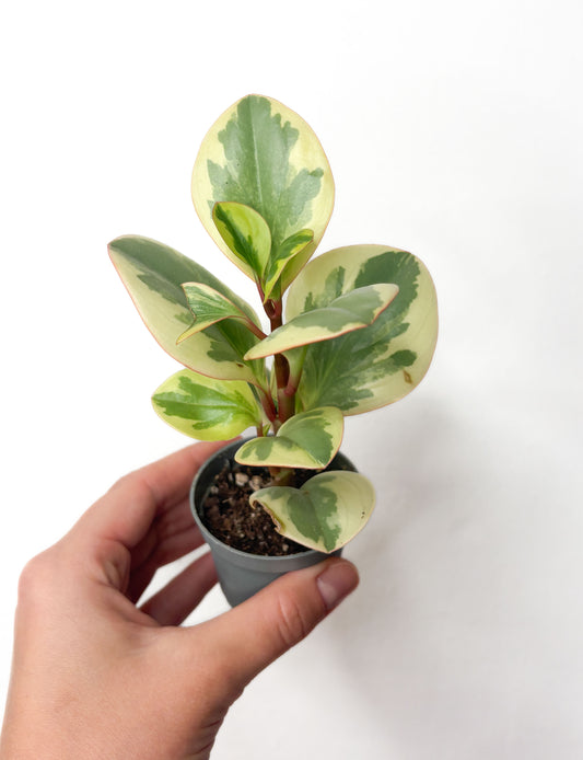 Peperomia obtusifolia ‘Variegata’