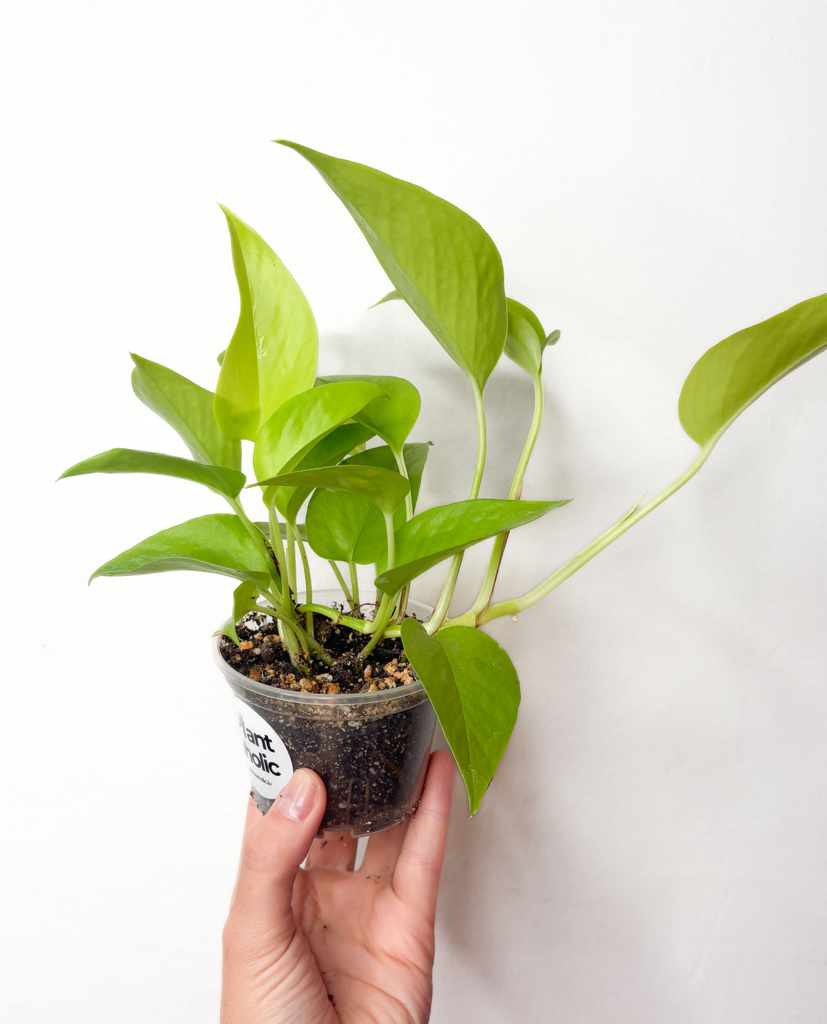 Epipremnum Neon