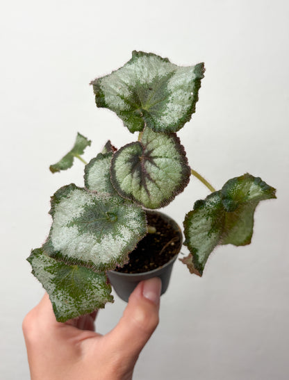 Begonia rex ‘Escargot’