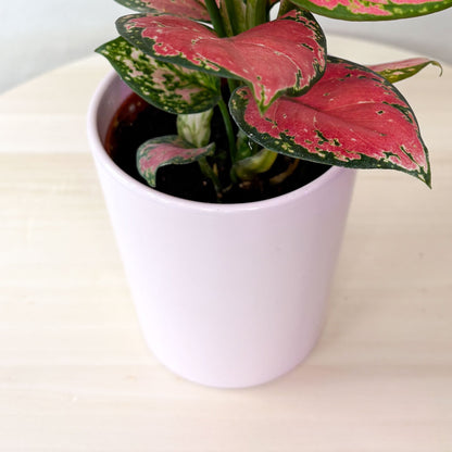 Aglaonema Pink Star