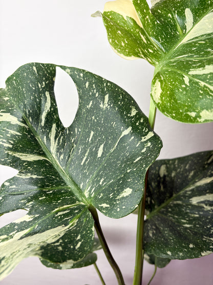 Monstera Thai Constellation
