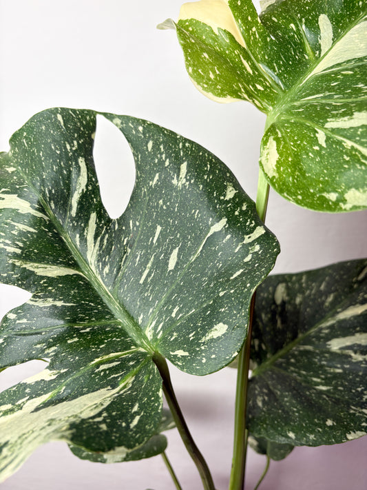 Monstera Thai Constellation