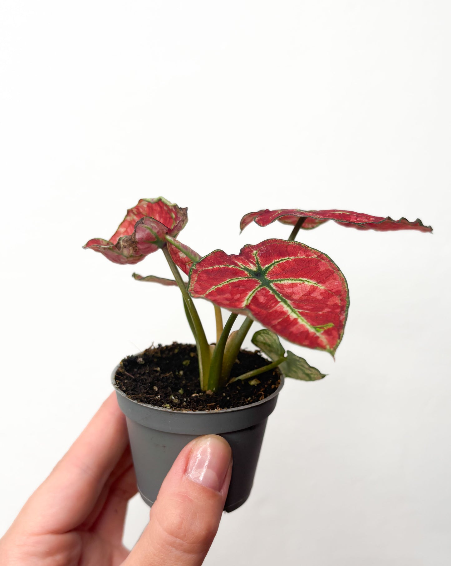 Caladium ‘Fire phoenix’