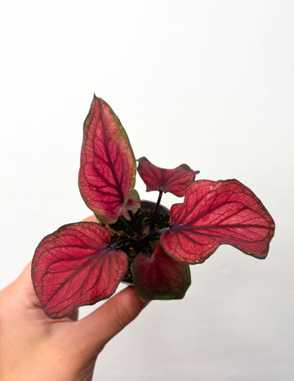Caladium ‘Lucia’