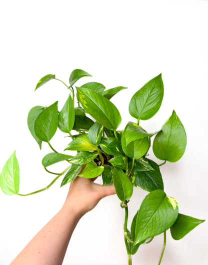 Golden Pothos