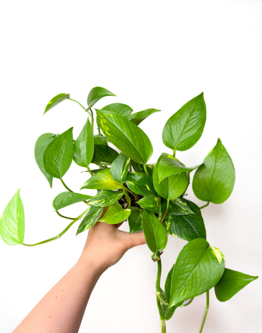 Golden Pothos