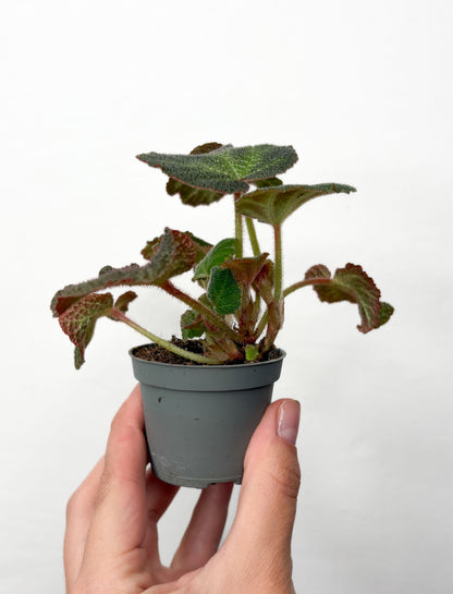 Begonia soli-mutata