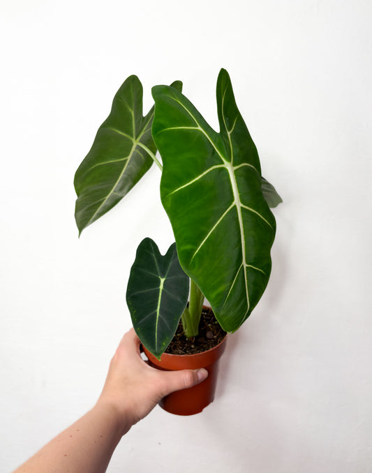 Alocasia micholitziana ‘Frydek’
