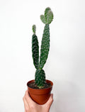 Opuntia kaktuss
