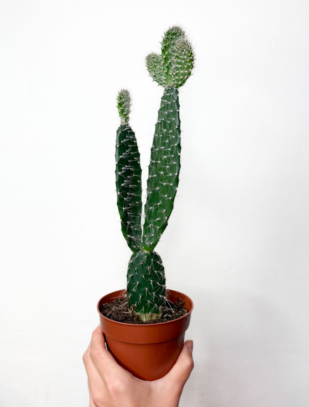 Opuntia kaktuss