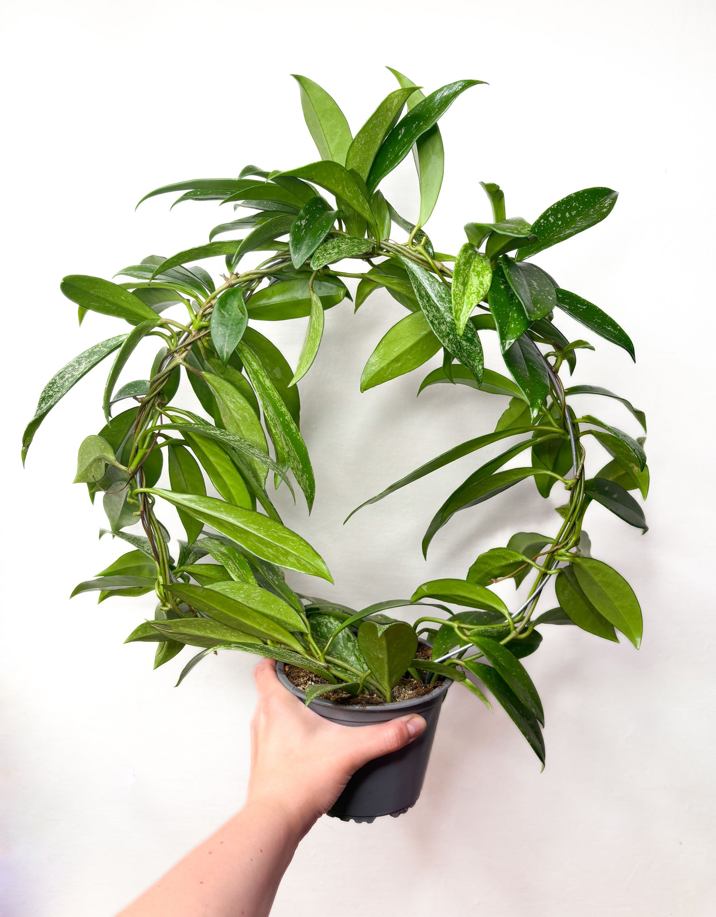 Hoya pubicalyx