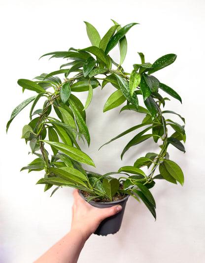 Hoya pubicalyx
